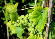 Grapes Green Ripening - Free photo on Pixabay Free Image on Pixabay - Grapes, Green, Ripening, Fruit