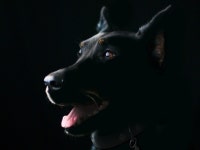 10,000+ Free Canines & Dog Photos - Pixabay