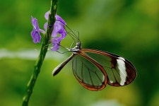 400,000+ Free Flower Exotic & Exotic Images - Pixabay