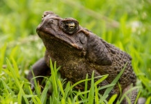 2,000+ Free Cane Toad & Toad Photos - Pixabay