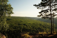 Trees Forest Foliage Pine - Free photo on Pixabay Free Image on Pixabay - Trees, Forest, Foliage, Pine Trees