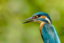1,000개 이상 무료 Kingfisher 및 자연 사진 - Pixabay
