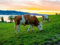 Cow Beef Cows - Free photo on Pixabay Free Image on Pixabay - Cow, Beef, Cows, Pasture, Meadow