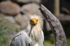 3+ Free Neophron & Neophron Percnopterus Images - Pixabay