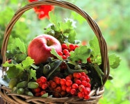 50,000+ Free Fruit Basket & Basket Photos - Pixabay