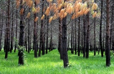 Landscape Park Trees - Free photo on Pixabay - Pixabay Landscape Park Trees - Free photo on Pixabay