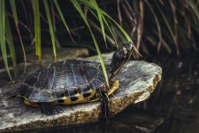 Turtle Reptile Pond - Free photo on Pixabay