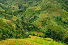 30,000+ Free Rice Farm & Rice Photos - Pixabay