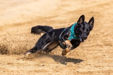Dog Race Racing Running - Free photo on Pixabay