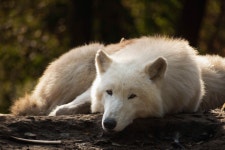 Wolf Dog Canine White - Free photo on Pixabay