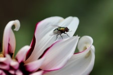 Fly Insect Dahlia - Free photo on Pixabay