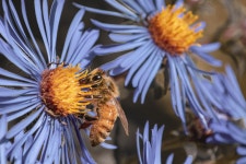 Bee Flower Bug - Free photo on Pixabay