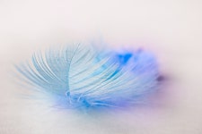 50,000+ Free Pluma & Feather Images - Pixabay