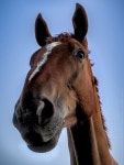 Horse Equine Equestrian - Free photo on Pixabay Free Image on Pixabay - Horse, Equine, Equestrian, Mane