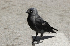 Jackdaw Bird Black - Free photo on Pixabay