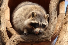 Raccoon Animals Nature Procyon - Free photo on Pixabay