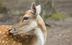 300,000 Illustrations of Woodland Animals - Pixabay