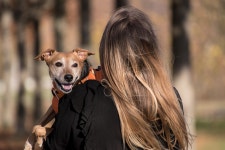 40,000+ Free Dog Harness & Dog Photos - Pixabay