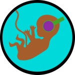 Download Embryo, Baby In The Womb, Baby Listening To Headphones. Royalty-Free Stock Illustration Image - Pixabay Download Embryo... 