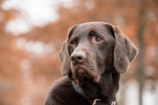 20,000+ Free Dog Collar & Dog Photos - Pixabay