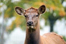 30+ Free Wapiti & Elk Photos - Pixabay