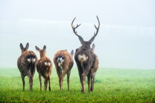 400+ Free Scheu & Deer Photos - Pixabay