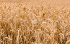 Wheat Field Farm - Free photo on Pixabay Free Image on Pixabay - Wheat, Field, Farm, Barley, Crops