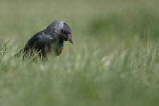 Jackdaw Bird Grass Black - Free photo on Pixabay