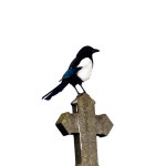 Explore 23+ Free Corvid Illustrations: Download Now - Pixabay