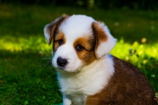 Welsh Corgi Cardigan Dog Puppy - Free photo on Pixabay