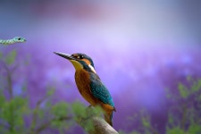 Download Bird, Kingfisher, Snake. Royalty-Free Stock Illustration Image - Pixabay Download Bird, Kingfisher, Snake. Royalty-Free... 