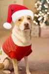 Dog Costume Santa - Free photo on Pixabay