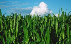 Corn Field Crops - Free photo on Pixabay