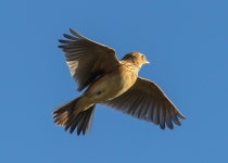 20+ Free Meadowlark & Skylark Photos - Pixabay
