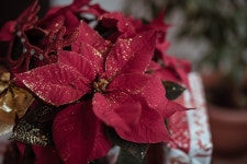 Poinsettia Glitters Christmas - Free photo on Pixabay