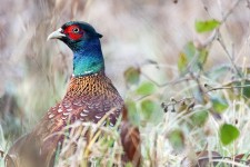 200+ Free Pheasant Feather & Pheasant Photos - Pixabay