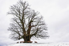 200,000+ Free Bare Tree & Nature Photos - Pixabay