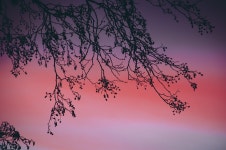 7,000+ Free Pink Tree & Spring Images - Pixabay