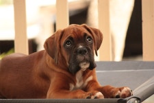 Dog Puppy Boxer - Free photo on Pixabay Free Image on Pixabay - Dog, Puppy, Boxer, Pet, Cute, Sweet