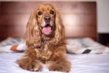 English Cocker Spaniel Dog Puppy - Free photo on Pixabay Free Image on Pixabay - English Cocker Spaniel, Dog, Puppy