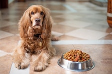 English Cocker Spaniel Dog Puppy - Free photo on Pixabay