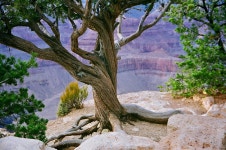 3,000+ Free Grand Duke & Grand Canyon Photos - Pixabay