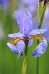 Iris Flower Plant - Free photo on Pixabay