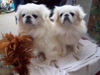 30+ Free Pekingese & Dog Photos - Pixabay
