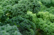 300+ Free Kalee & Food Images - Pixabay