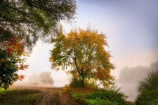 Trail Trees Fog - Free photo on Pixabay Free Image on Pixabay - Trail, Trees, Fog, Forest, Fall