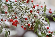 Grapes Snow Berry - Free photo on Pixabay