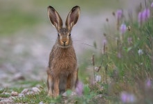 Rabbit Hare Bunny - Free photo on Pixabay