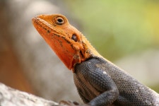 Animals Reptiles Scaly Creeper - Free photo on Pixabay