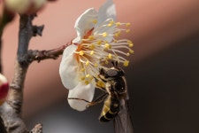 Bee Flower Plum Blossom - Free photo on Pixabay
